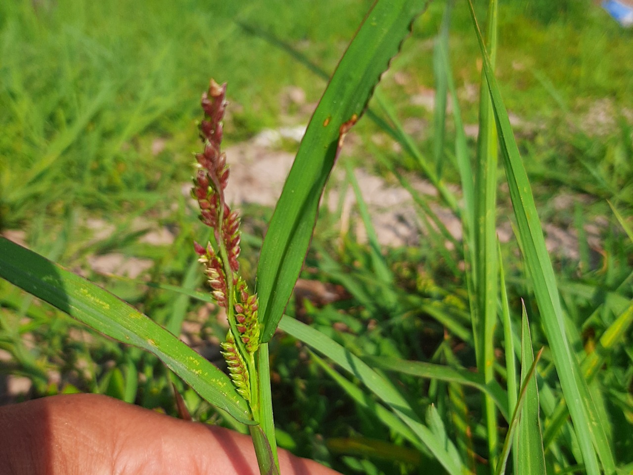 Echinochloa crus-galli 