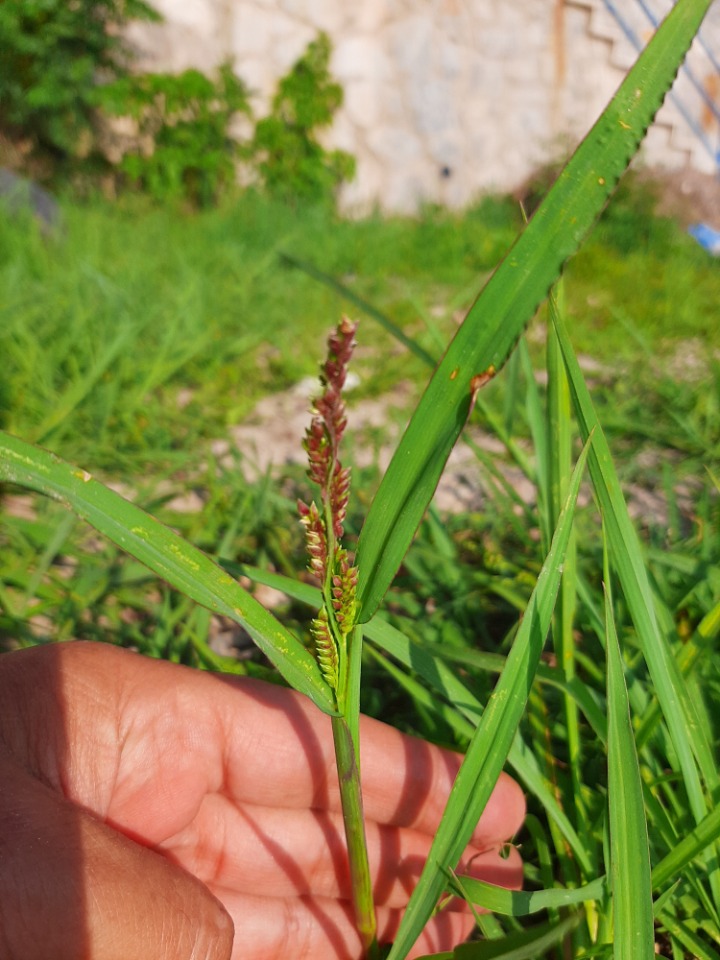 Echinochloa crus-galli 