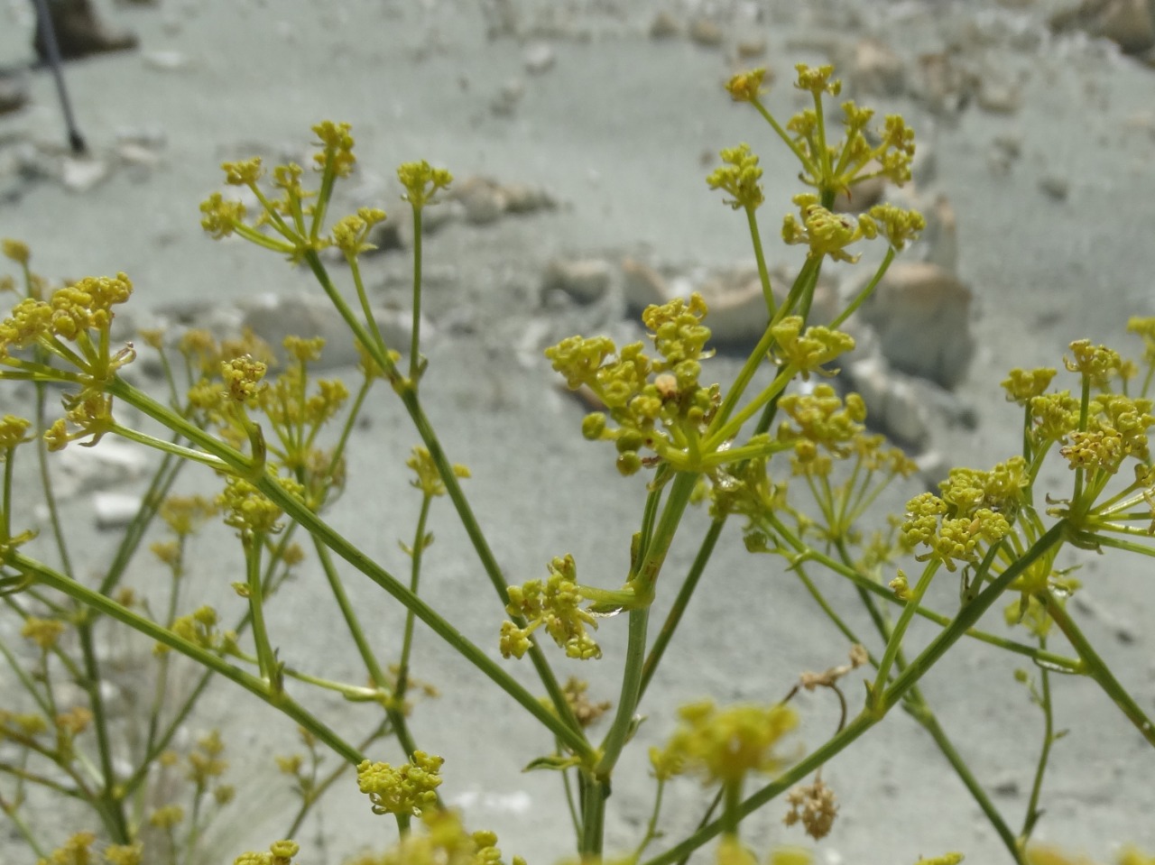 Ferulago galbanifera