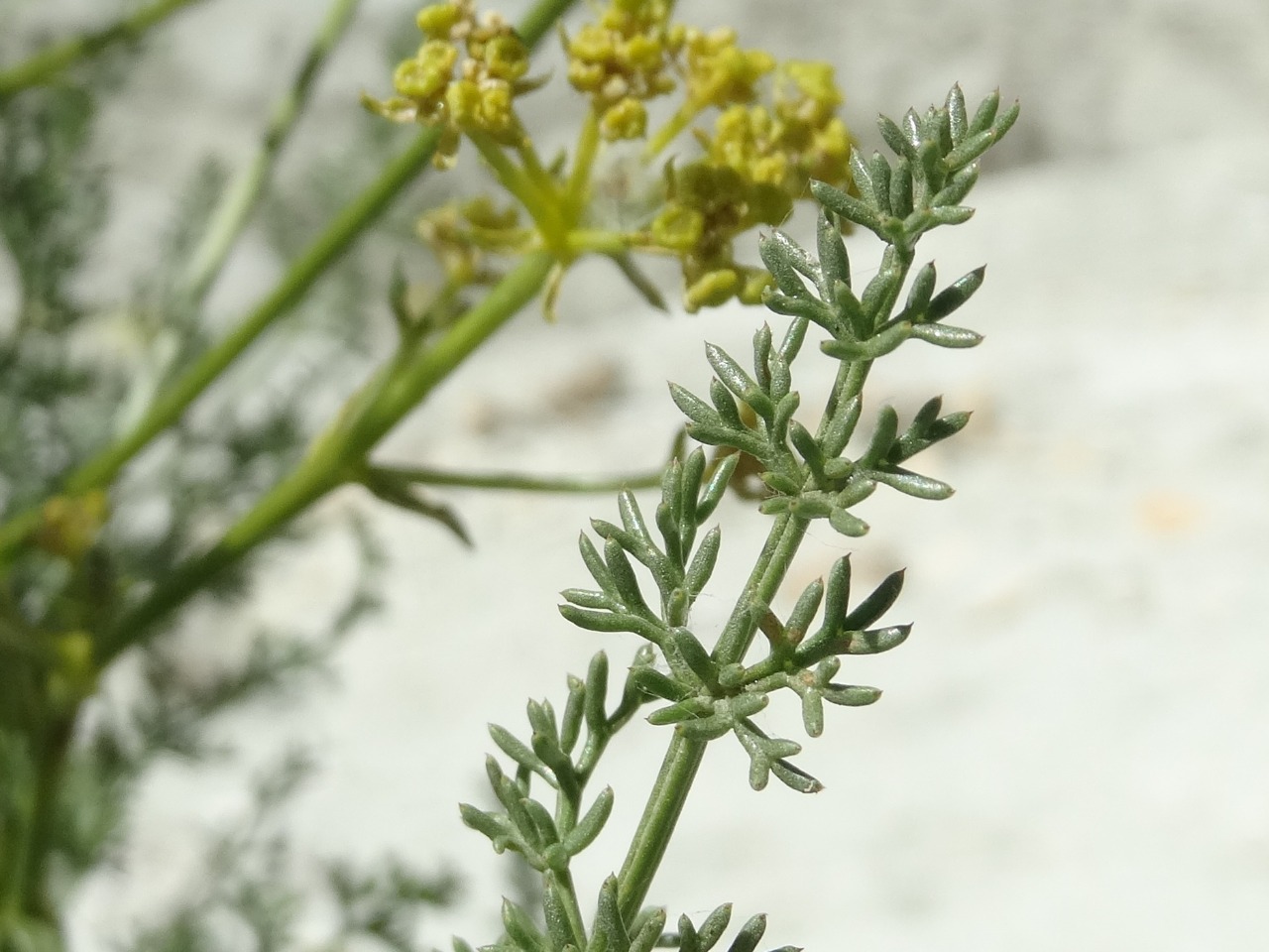 Ferulago galbanifera