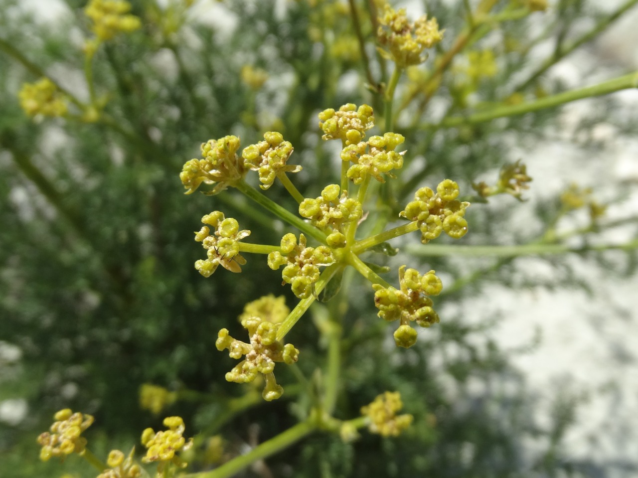 Ferulago galbanifera