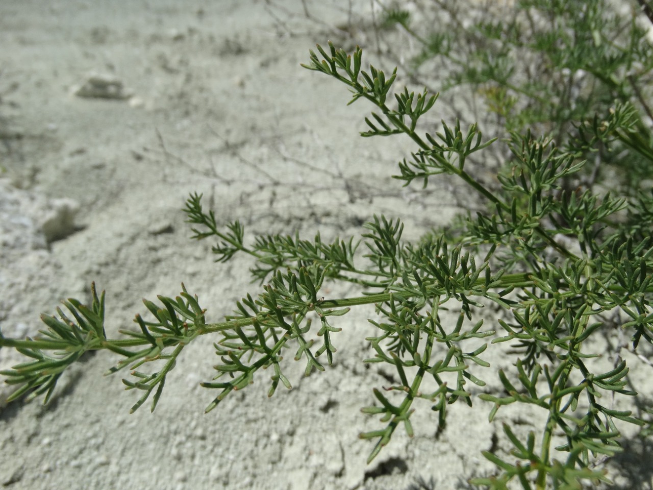 Ferulago galbanifera