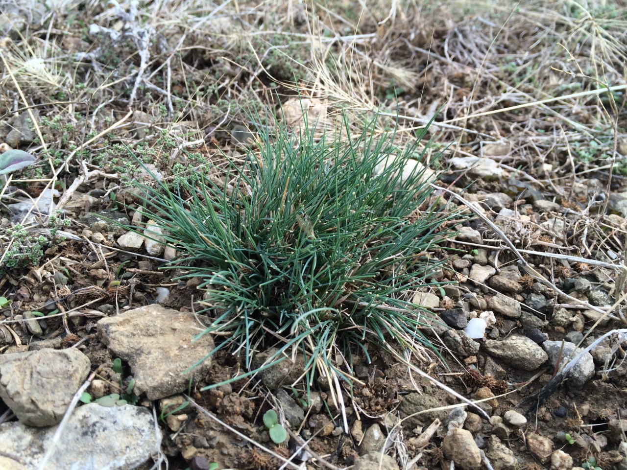 Festuca valesiaca 