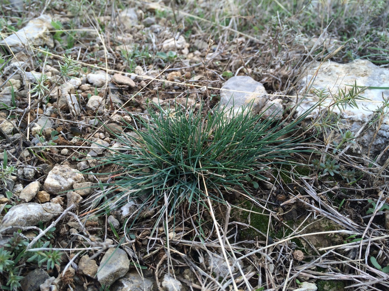Festuca valesiaca 