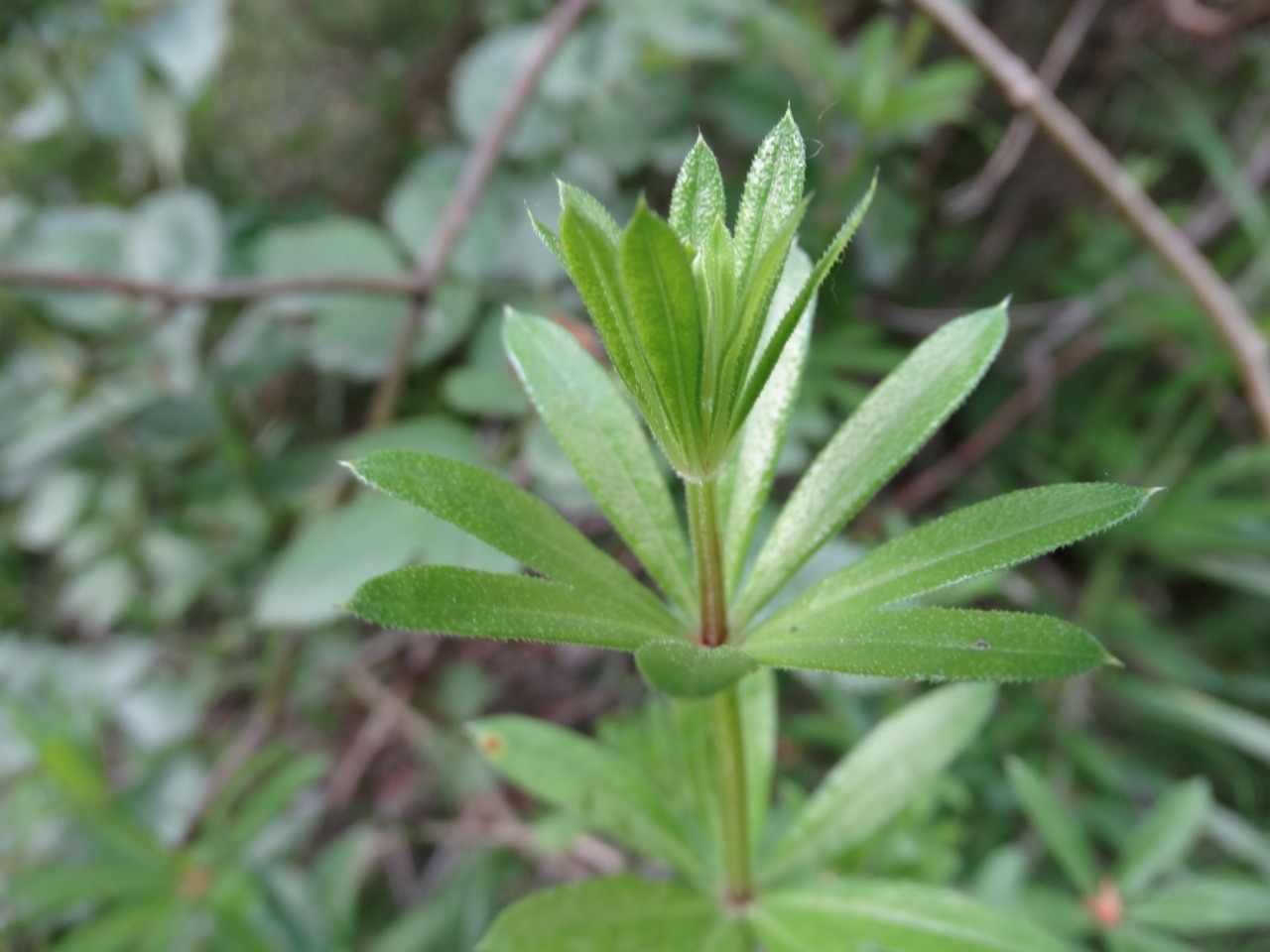 Galium rivale 