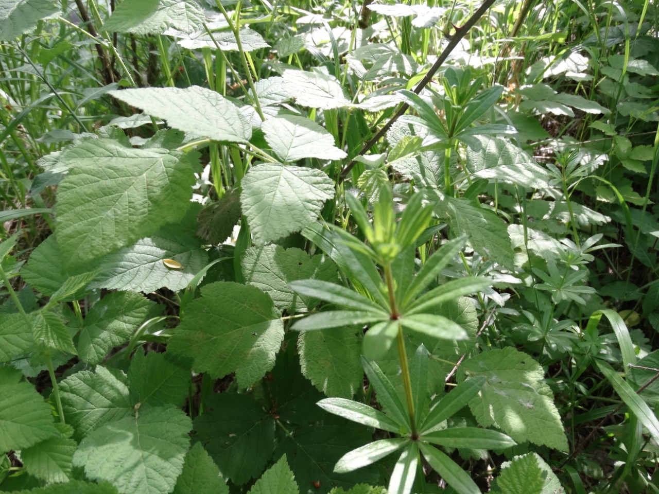 Galium rivale 