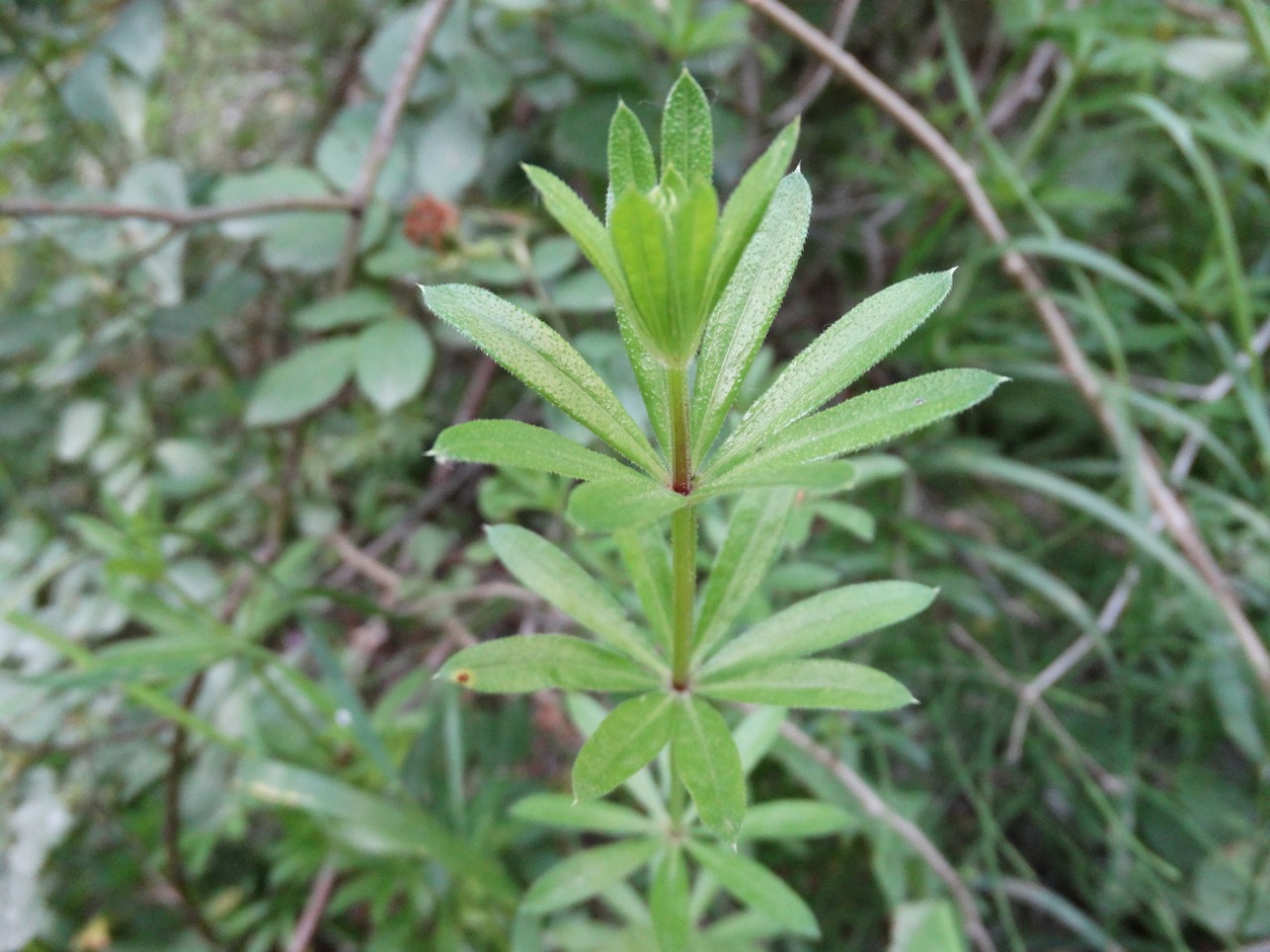 Galium rivale 
