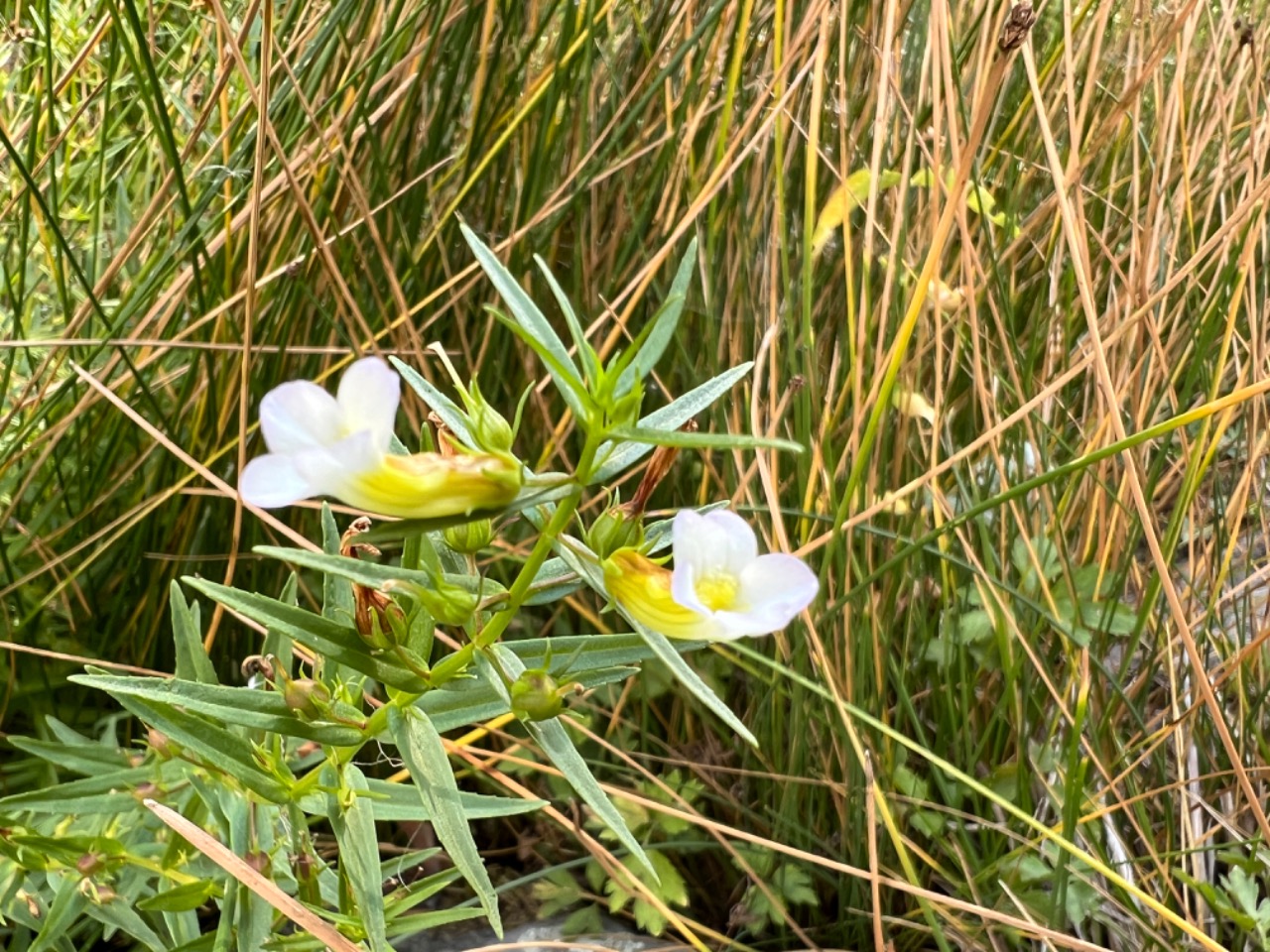 Gratiola officinalis 