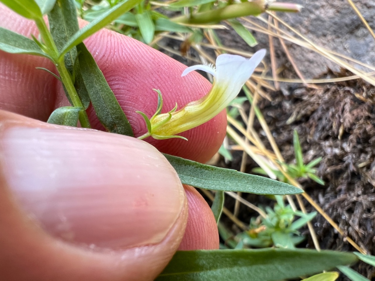 Gratiola officinalis 