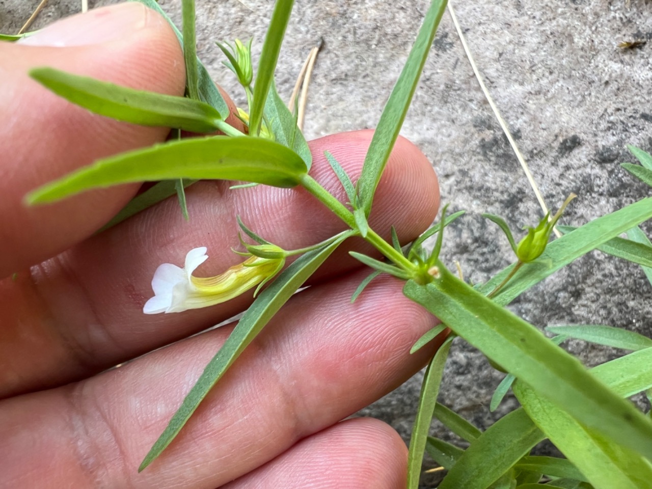 Gratiola officinalis 