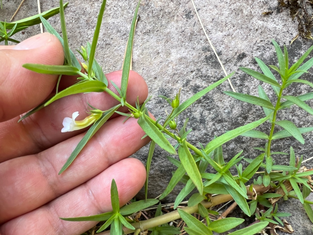 Gratiola officinalis 