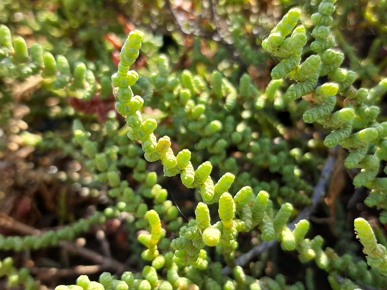 Halocnemum strobilaceum 
