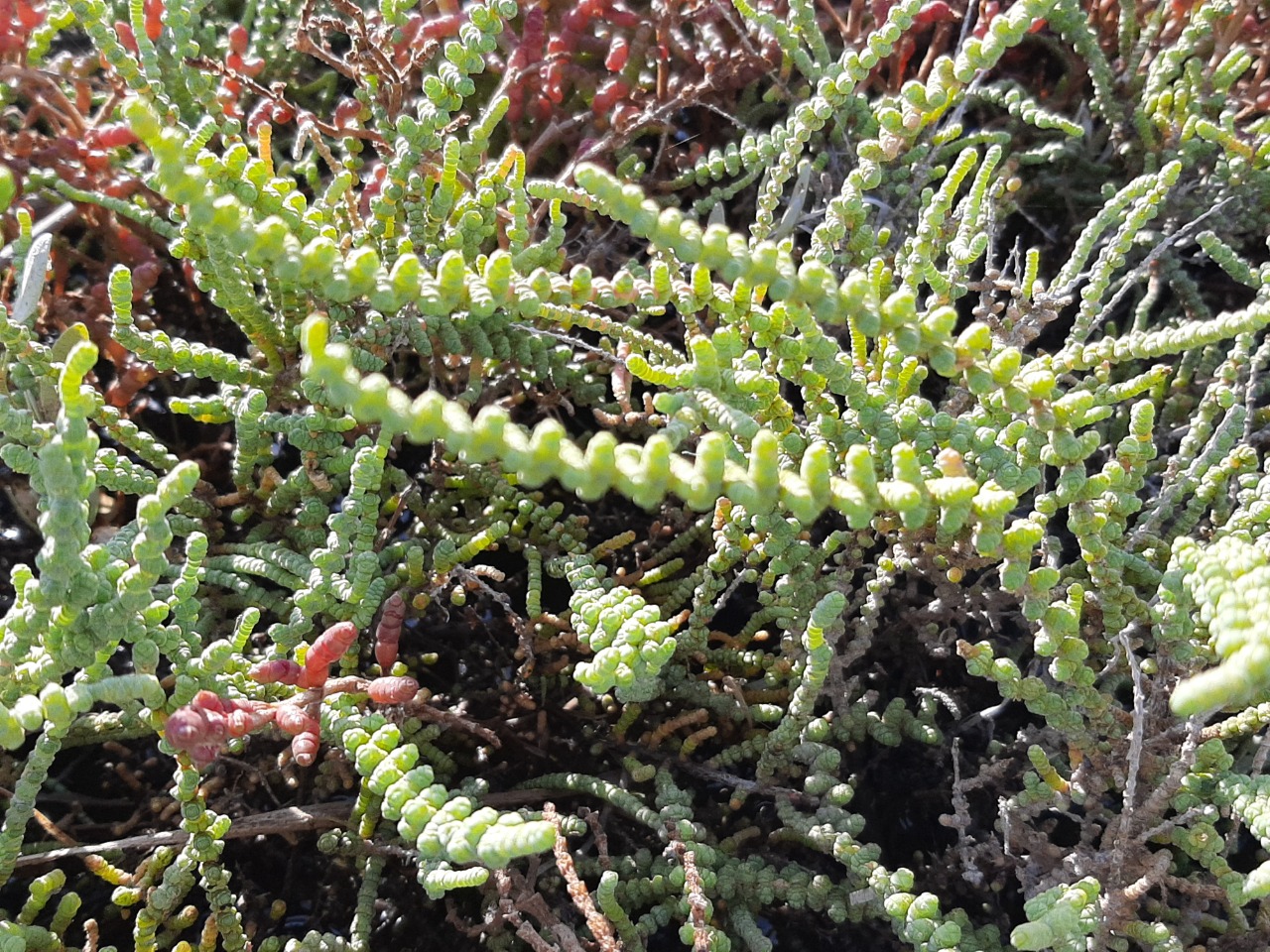 Halocnemum strobilaceum 