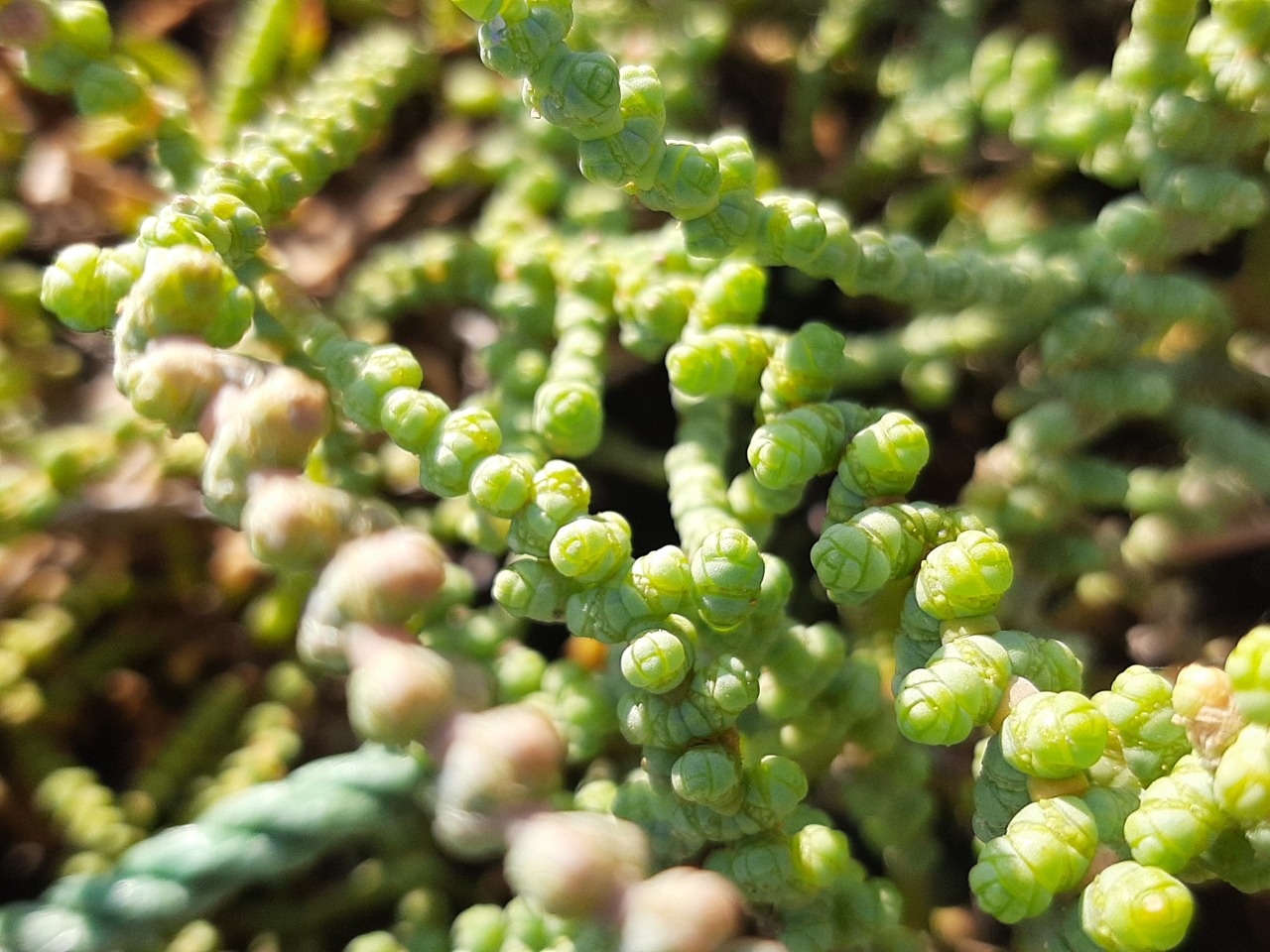 Halocnemum strobilaceum 