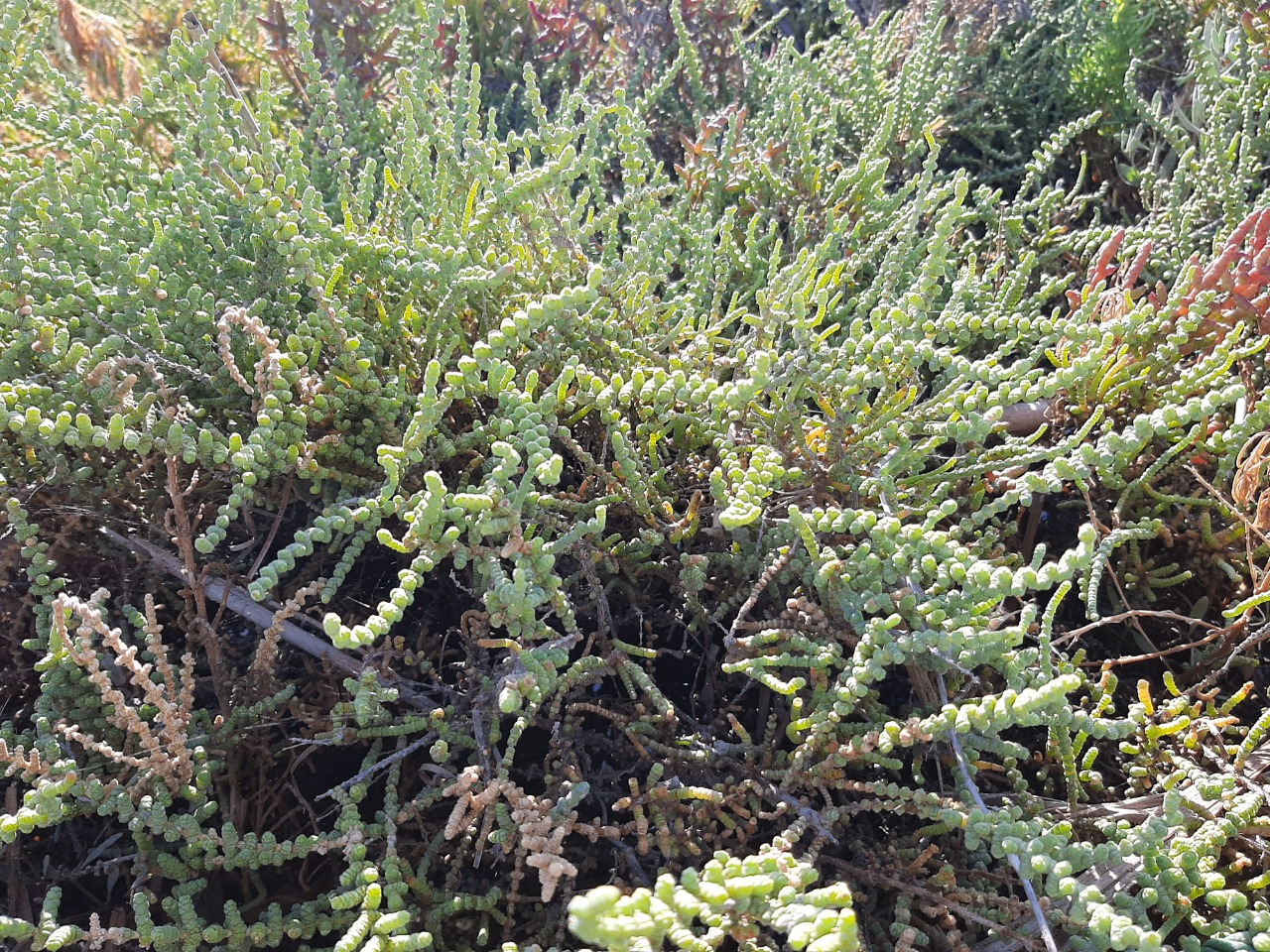 Halocnemum strobilaceum 