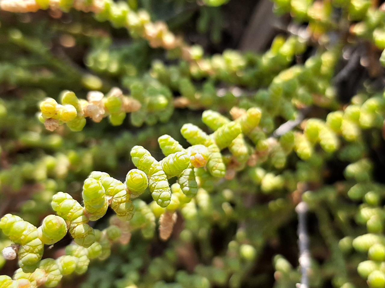 Halocnemum strobilaceum 