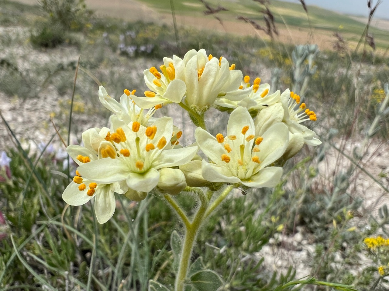 Haplophyllum myrtifolium 