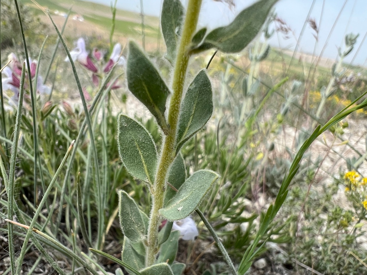 Haplophyllum myrtifolium 