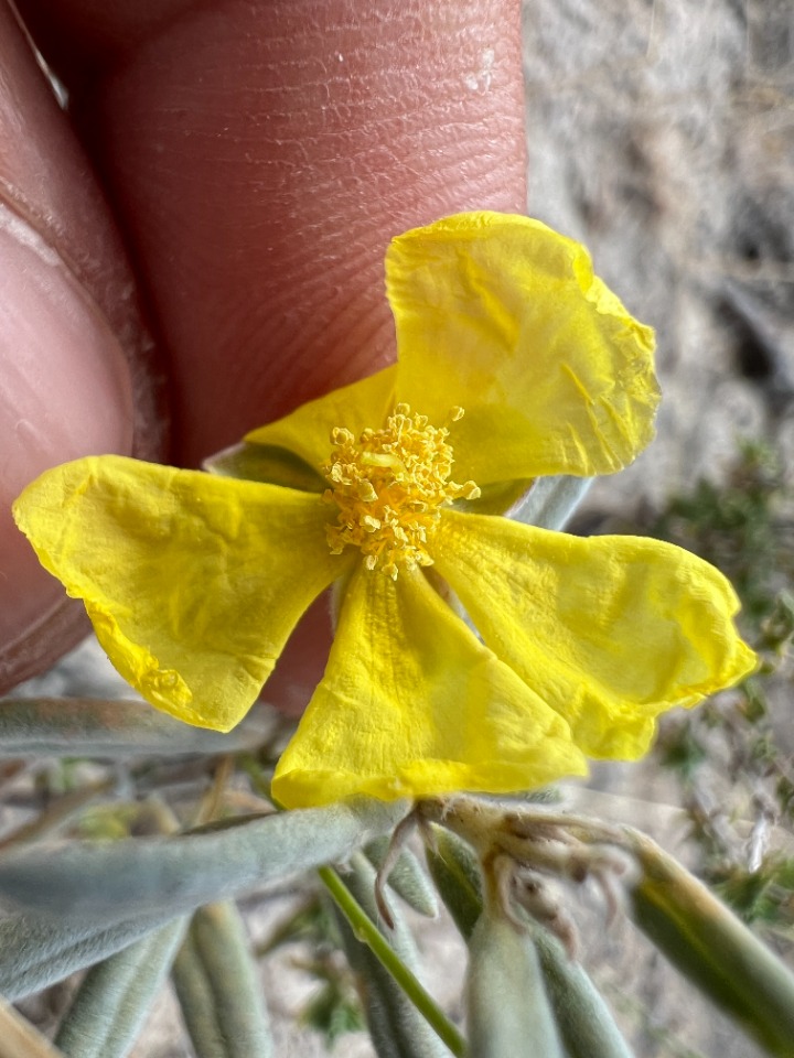 Helianthemum germanicopolitanum 