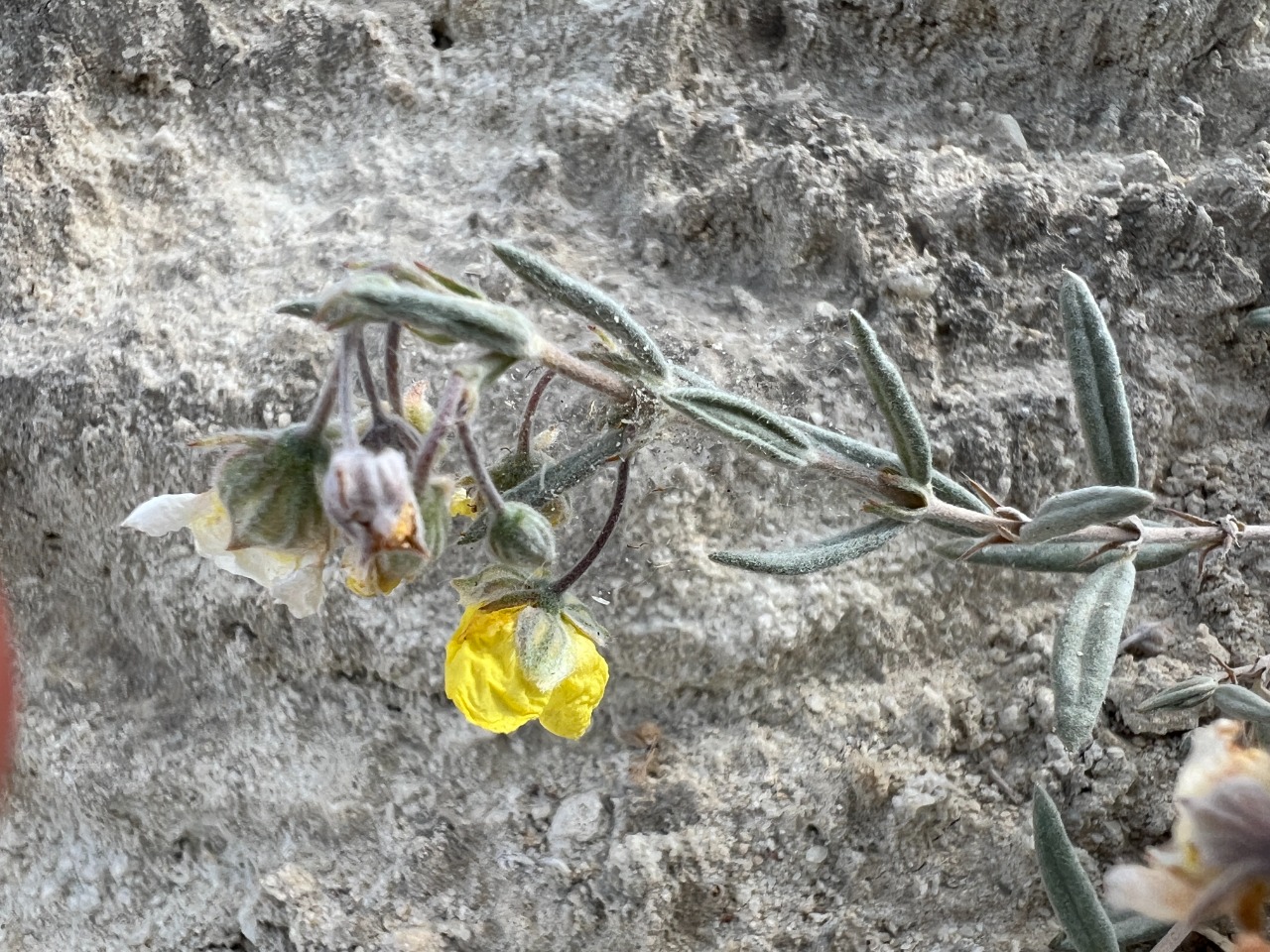 Helianthemum germanicopolitanum 