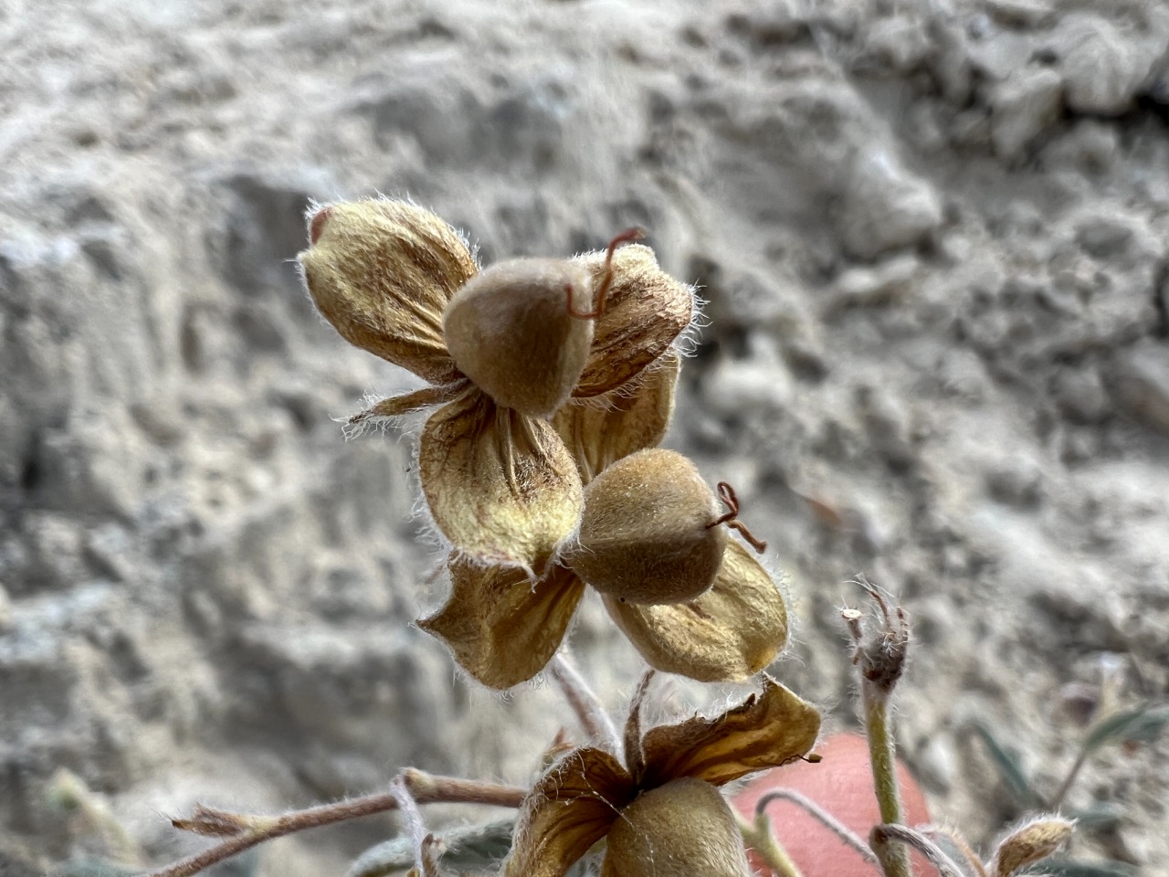 Helianthemum germanicopolitanum 