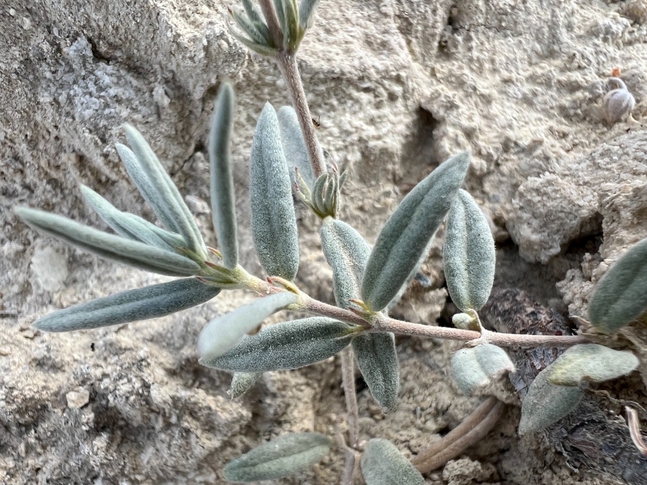 Helianthemum germanicopolitanum 