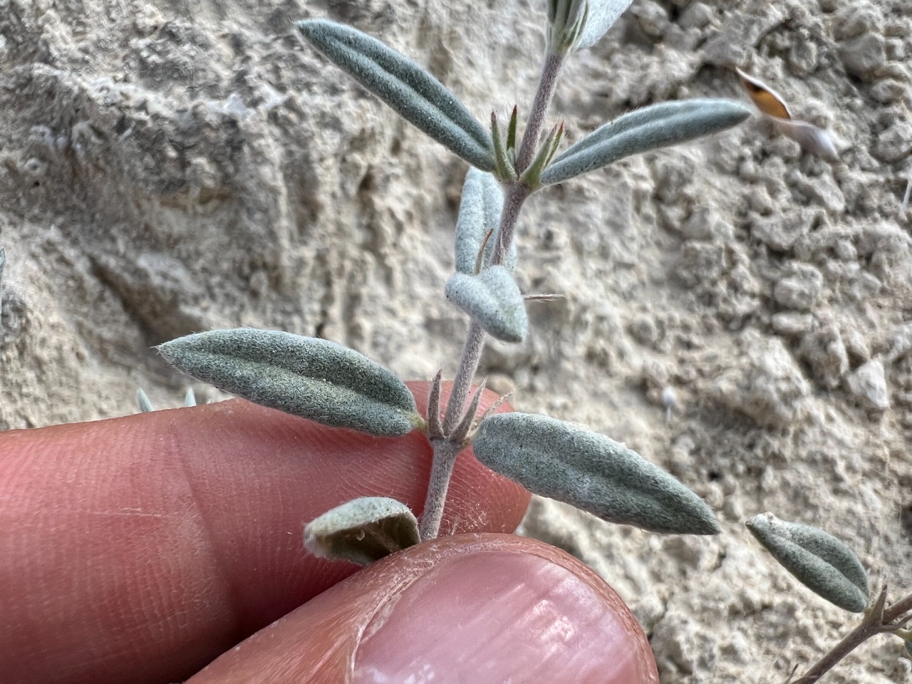 Helianthemum germanicopolitanum 