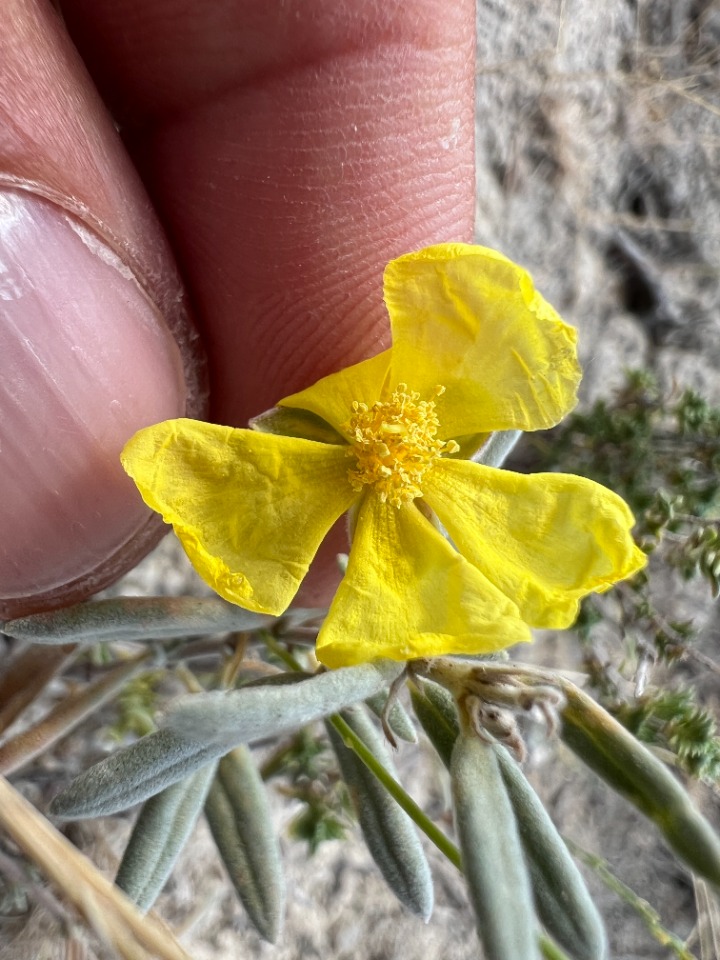 Helianthemum germanicopolitanum 