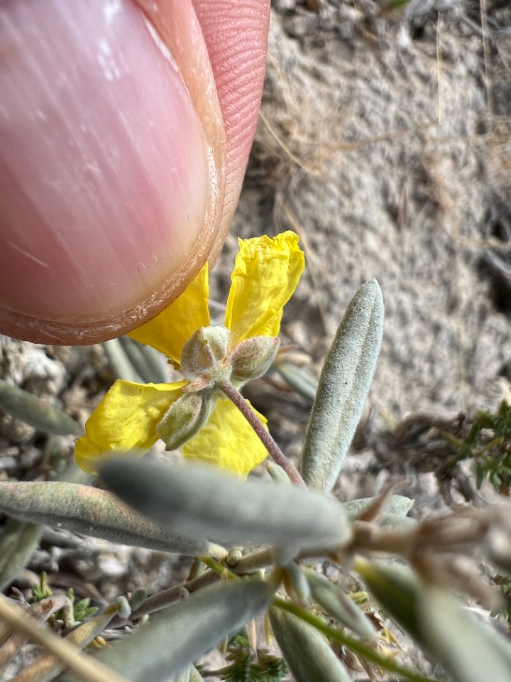 Helianthemum germanicopolitanum 