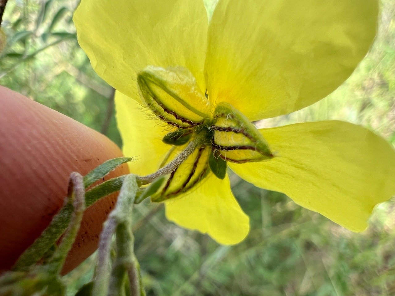 Helianthemum nummularium subsp. lycaonicum 