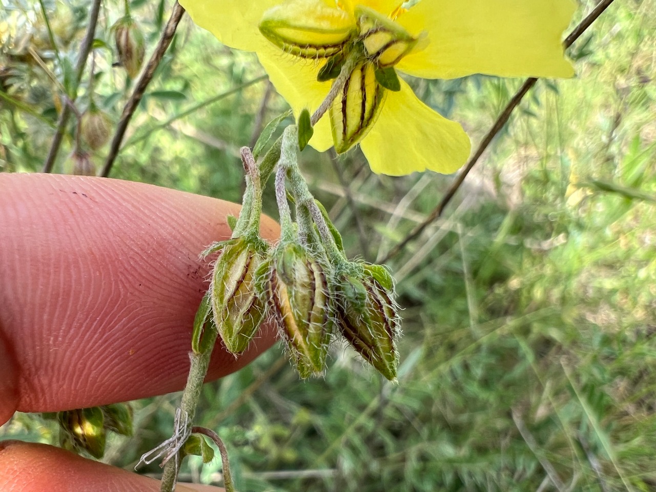 Helianthemum nummularium subsp. lycaonicum 