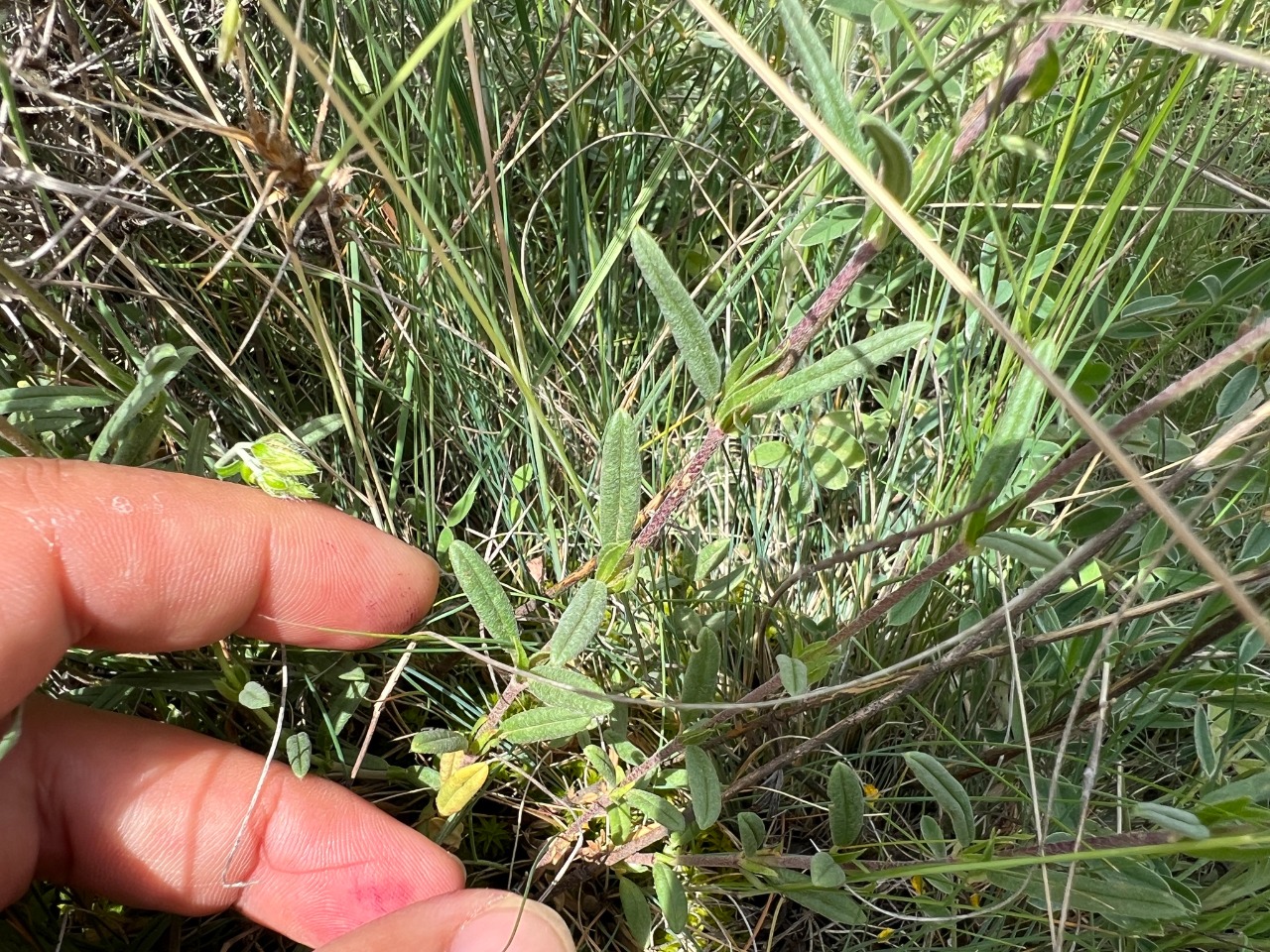 Helianthemum nummularium subsp. lycaonicum 