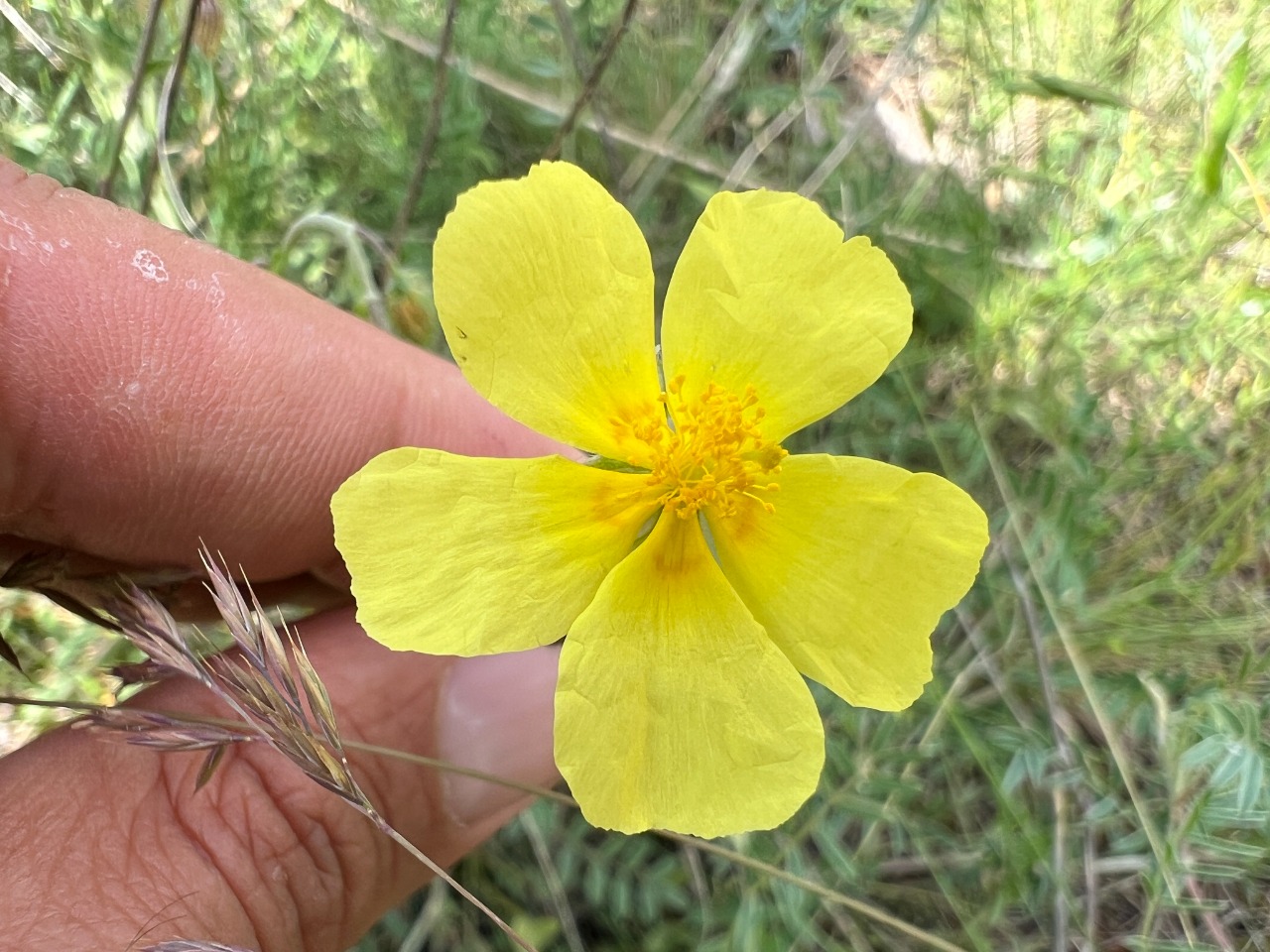 Helianthemum nummularium subsp. lycaonicum 