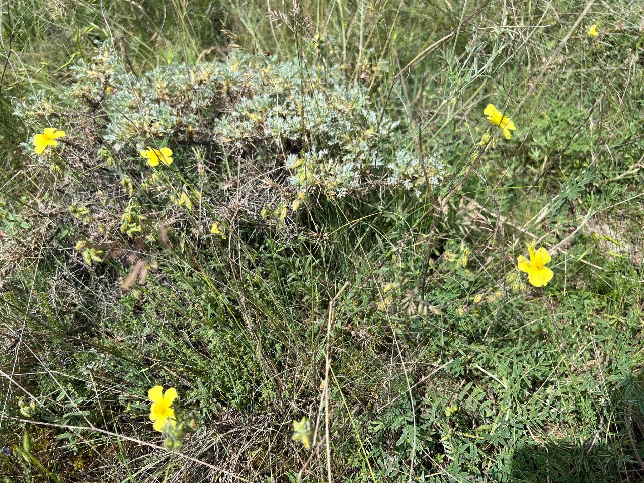 Helianthemum nummularium subsp. lycaonicum 