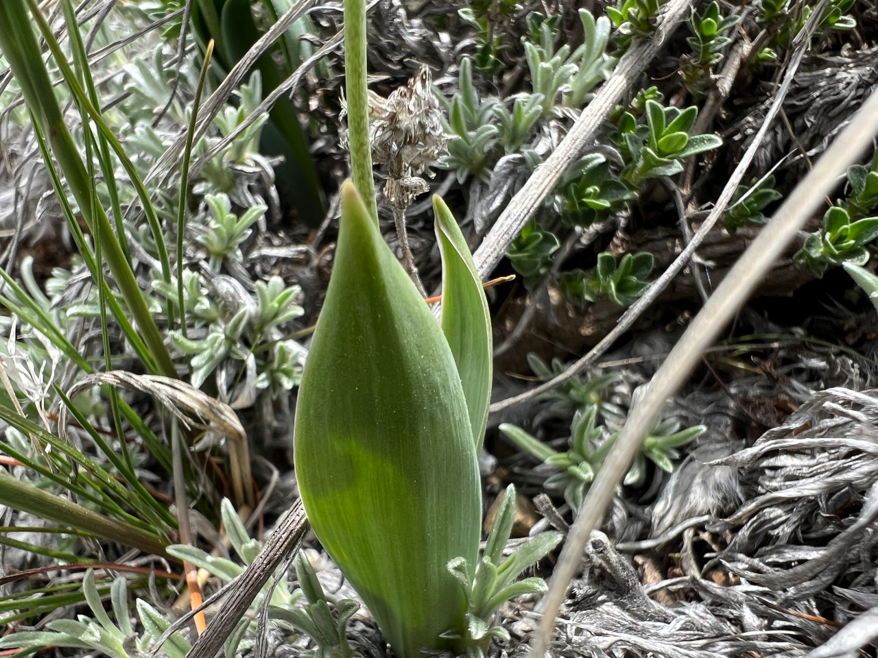 Hyacinthella acutiloba 