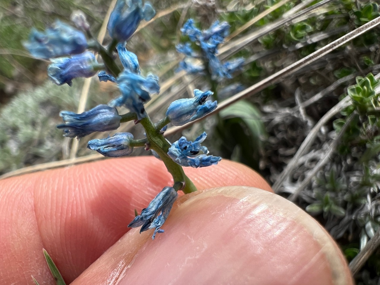 Hyacinthella acutiloba 