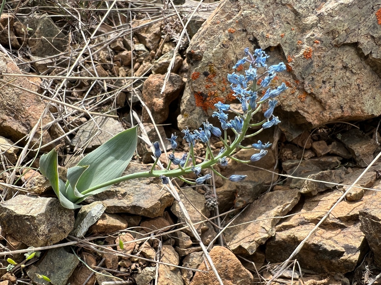 Hyacinthella acutiloba 