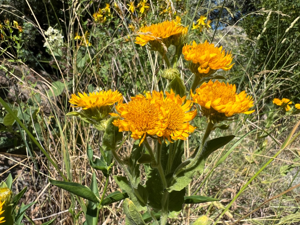 Inula oculus-christi 