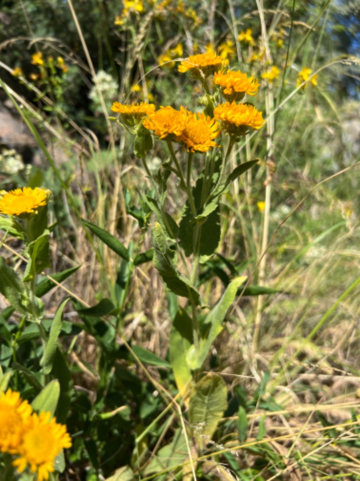 Inula oculus-christi 