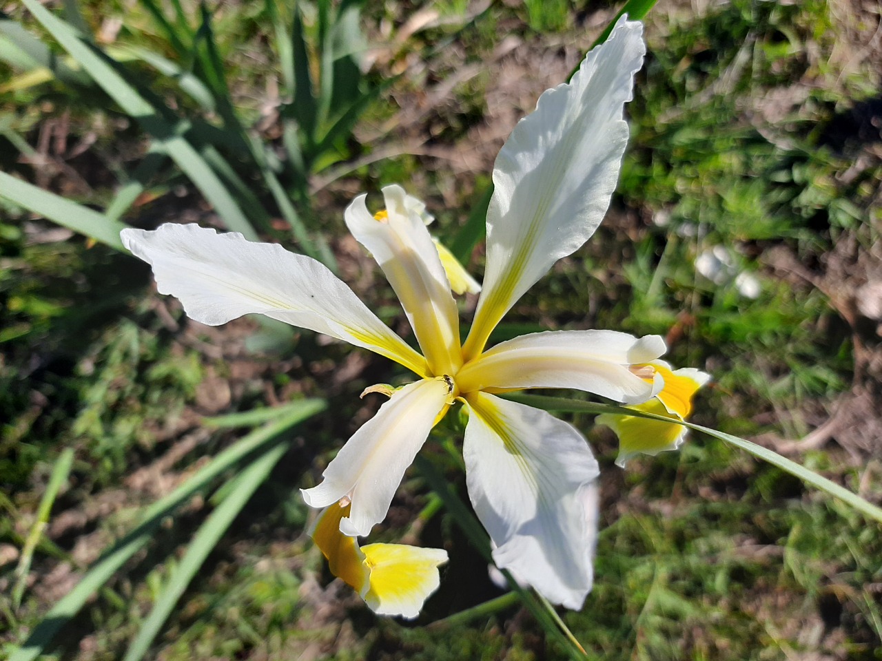 Iris orientalis 