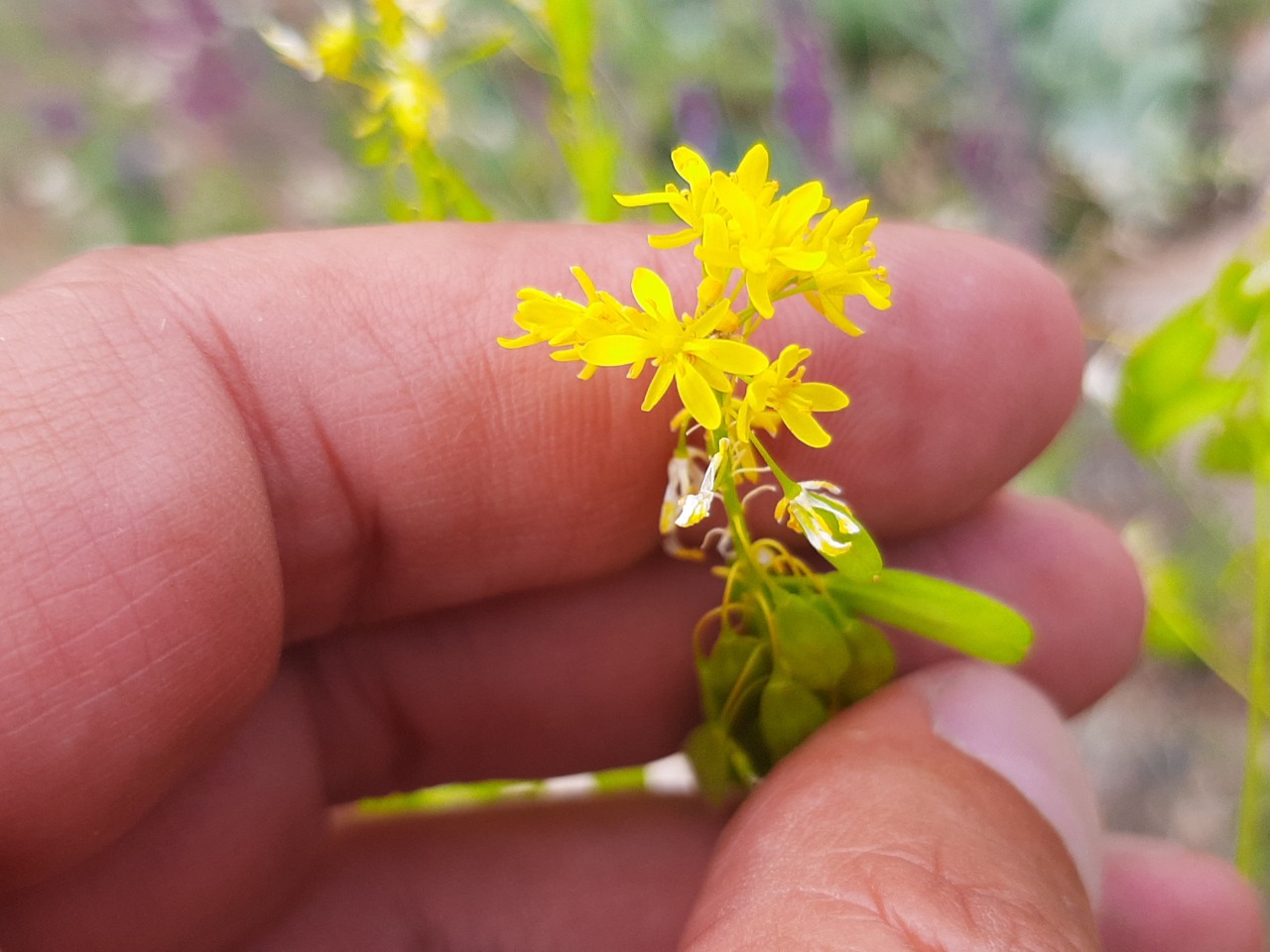 Isatis tinctoria subsp. tomentella 