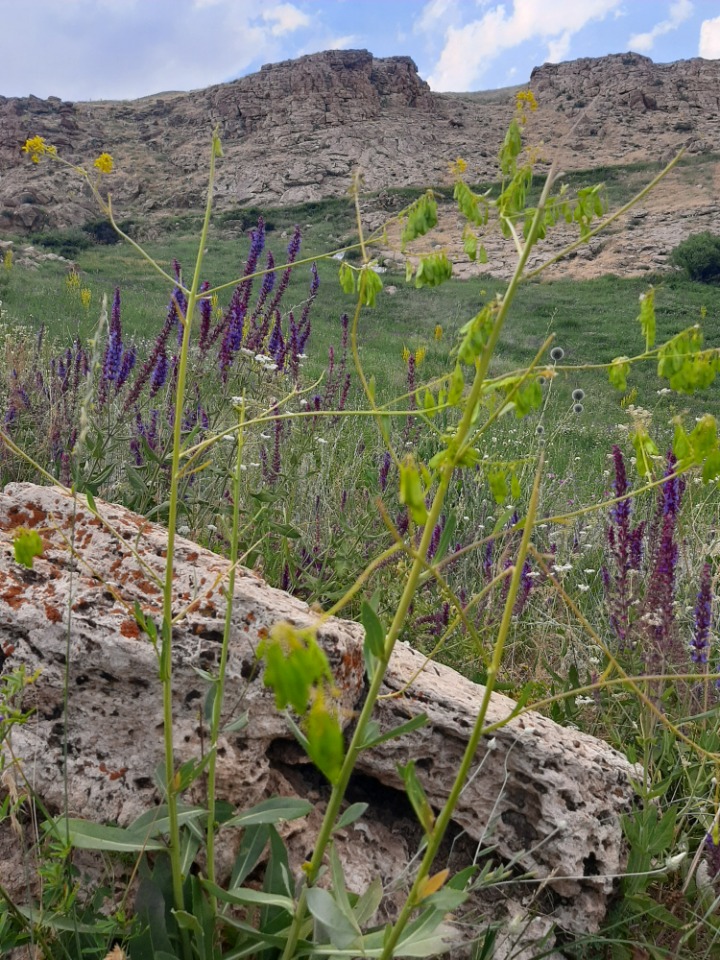 Isatis tinctoria subsp. tomentella 