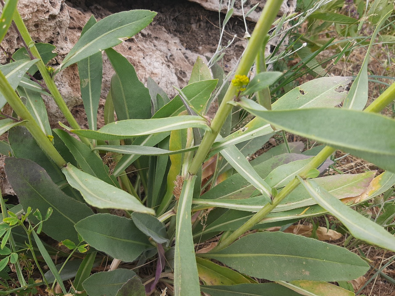 Isatis tinctoria subsp. tomentella 