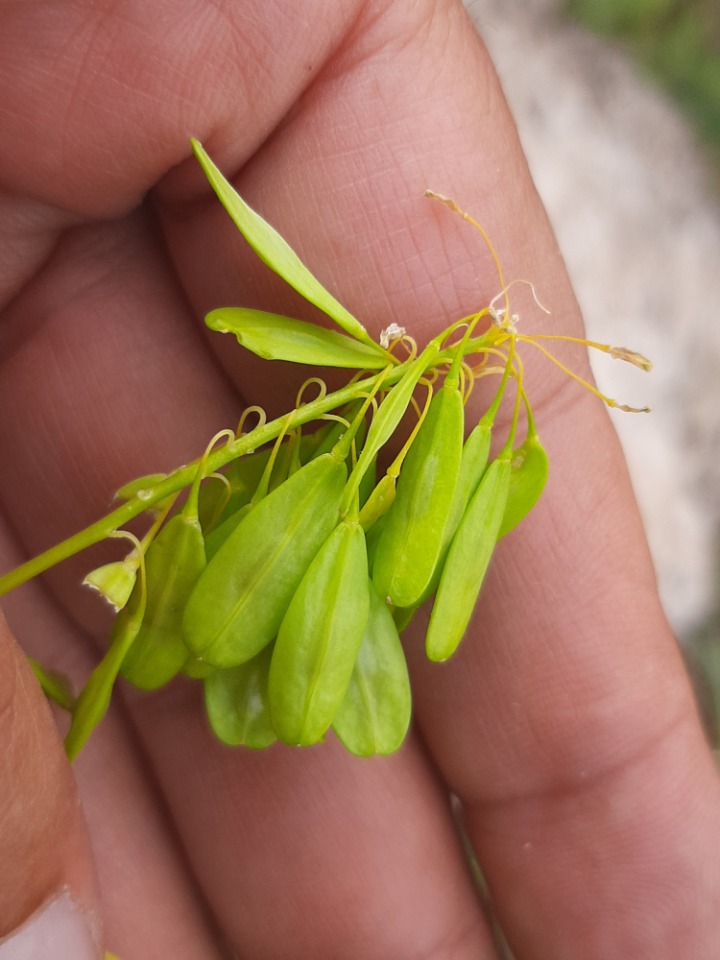 Isatis tinctoria subsp. tomentella 