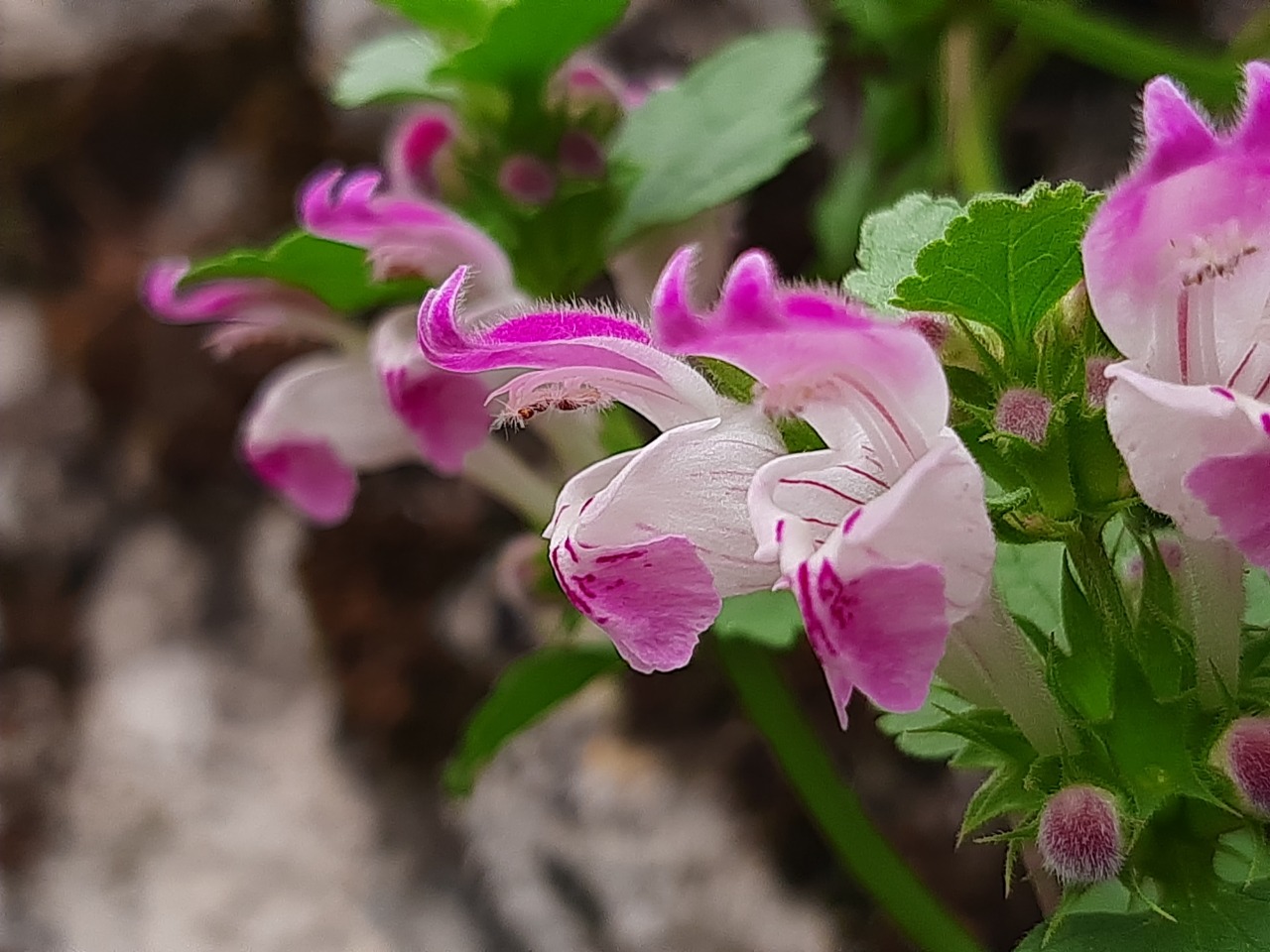 Lamium garganicum subsp. striatum var. striatum