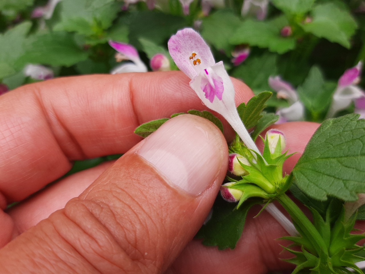 Lamium garganicum subsp. striatum var. striatum