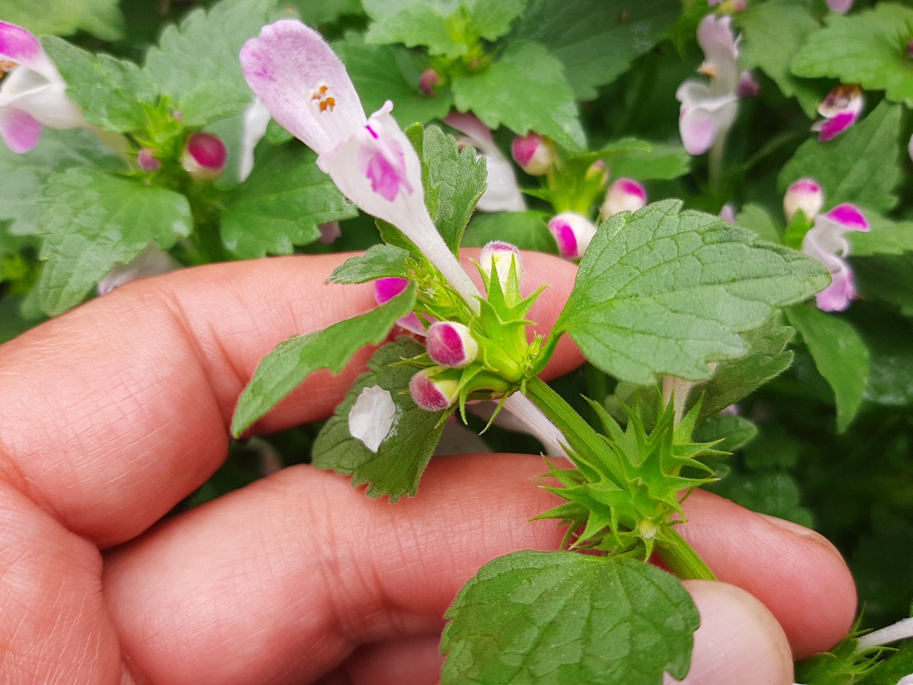 Lamium garganicum subsp. striatum var. striatum