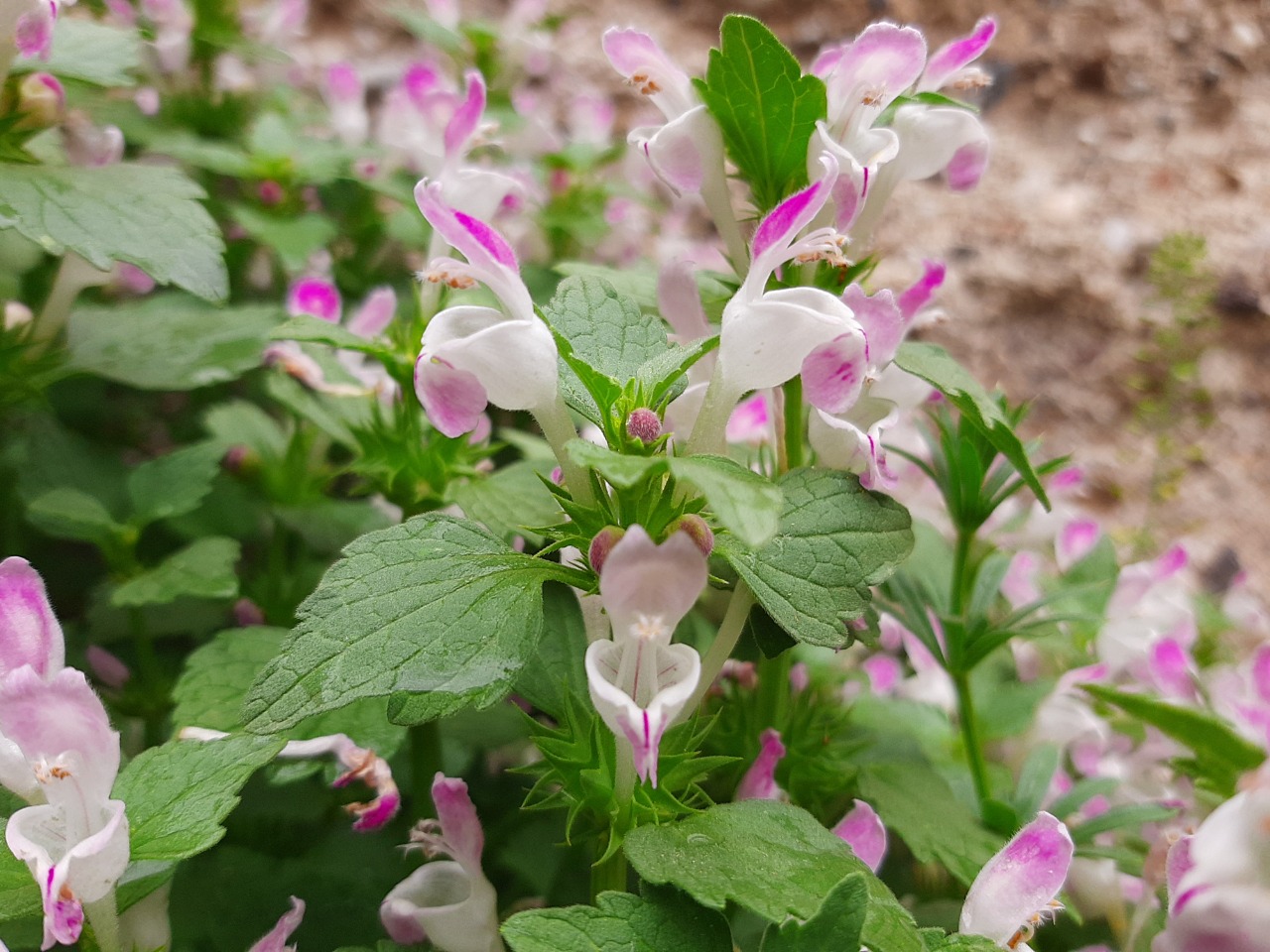 Lamium garganicum subsp. striatum var. striatum