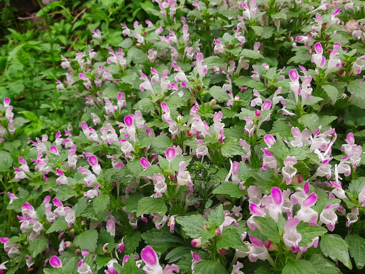 Lamium garganicum subsp. striatum var. striatum