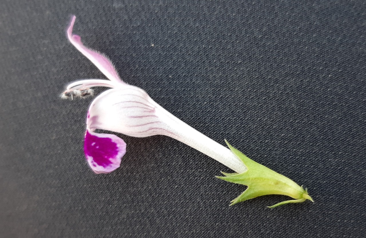Lamium garganicum subsp. striatum var. striatum